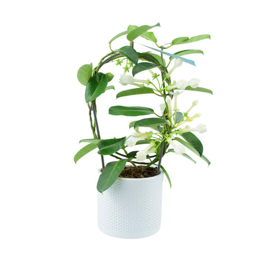 Stephanotis In Dotty White Ceramic Pot