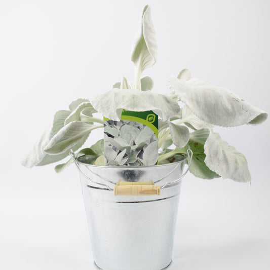 Senecio Angel Wings In Metal Bucket