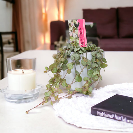 String Of Hearts (Ceropegia) In White Ceramic